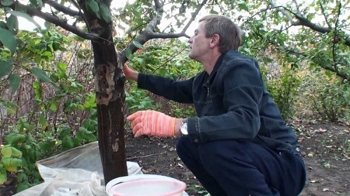 hollow in apple tree