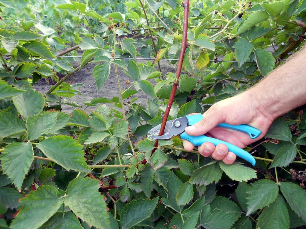 pruning blackberries