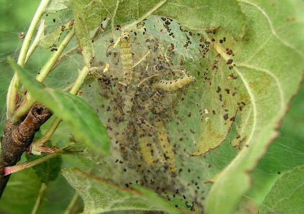 telaraña en el manzano