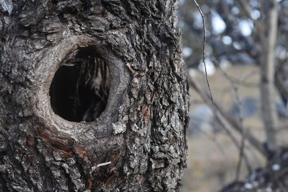 hollow in apple tree