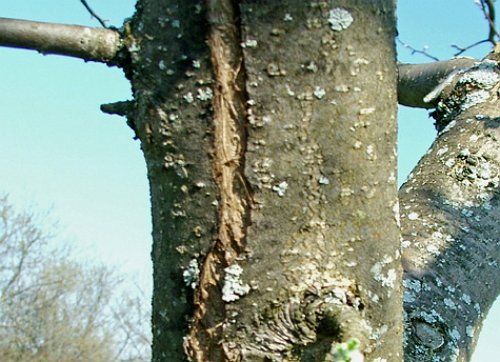 l'écorce du pommier se fissure