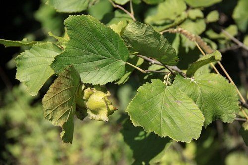 hazelnuts