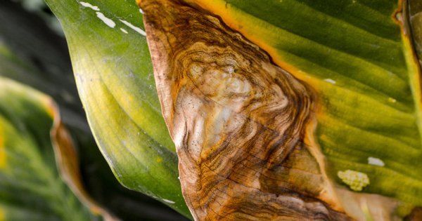 les feuilles du pommier se fanent