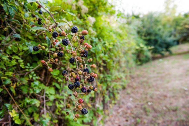 Thornless Evergreen variety