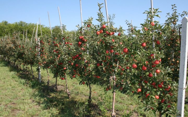 planting an apple tree