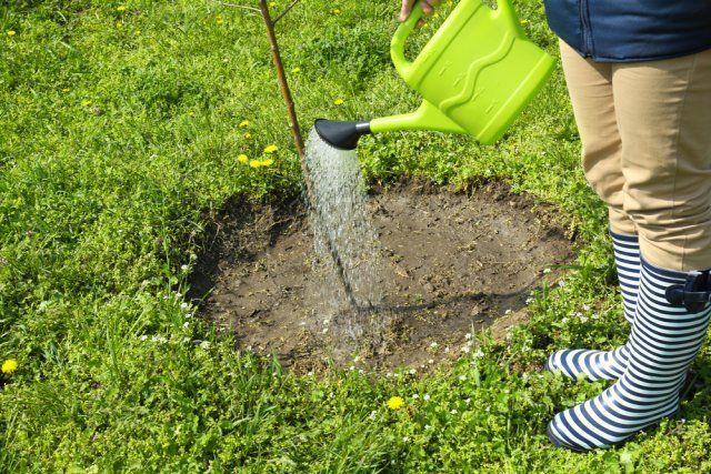 watering the seedling