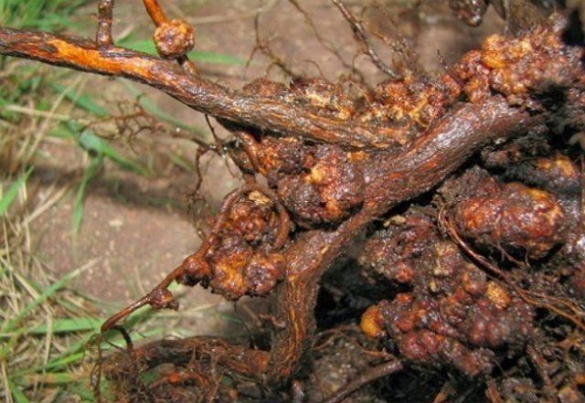 Cáncer de raíz y de tallo