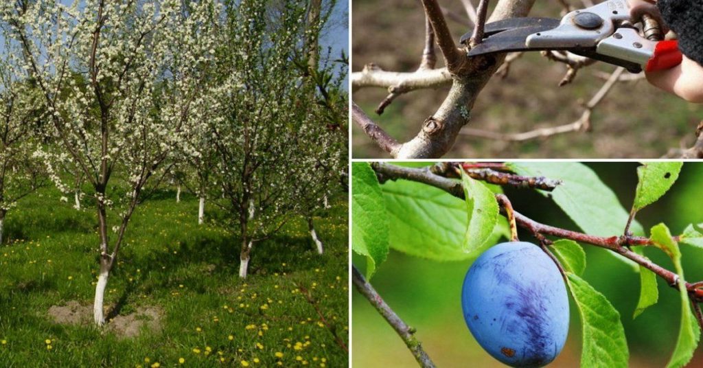 pruning plum