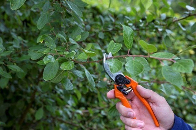 pruning plum