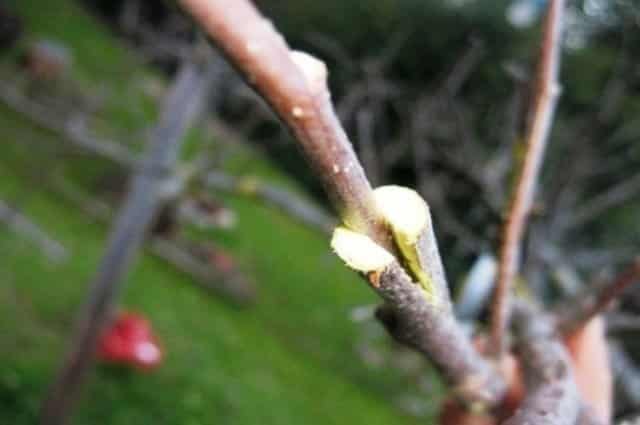 Comment planter une poire en décolleté