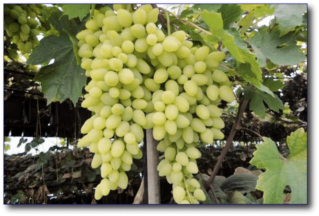 uvas largamente esperadas