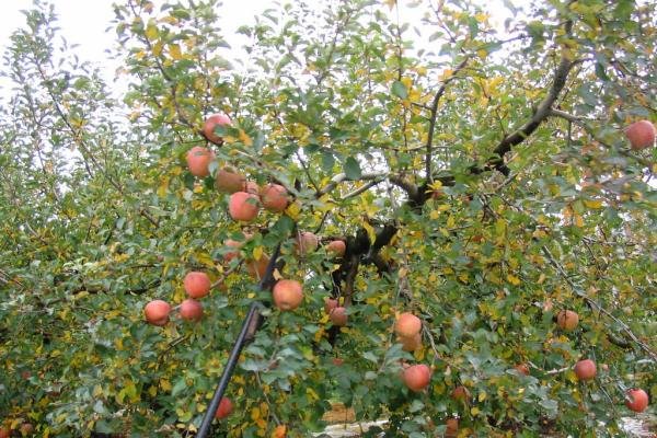 apple tree ligol