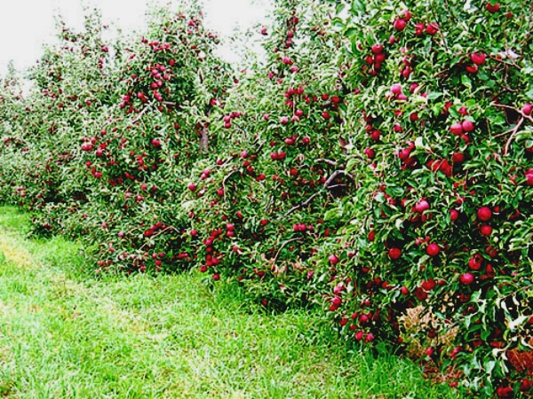 columnar apple trees