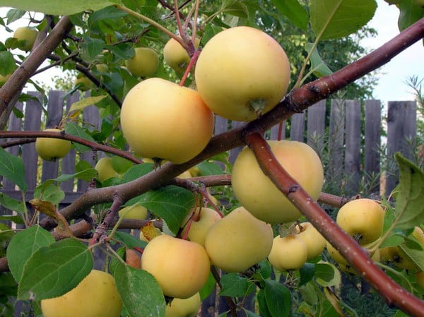 apple-tree Ural bulk