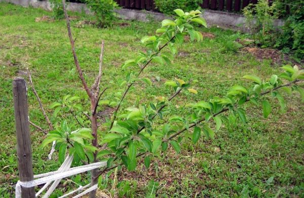 apple tree delight