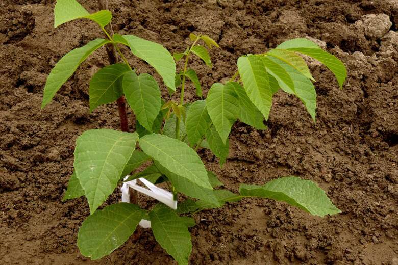 how to plant a walnut