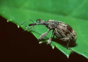 Causes of the appearance of the apple blossom beetle, the fight with chemical and folk remedies