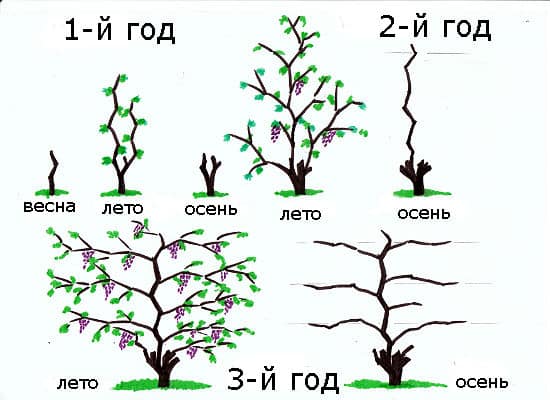 poda de uvas