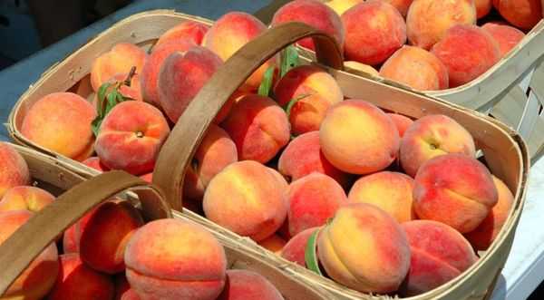 storing peaches