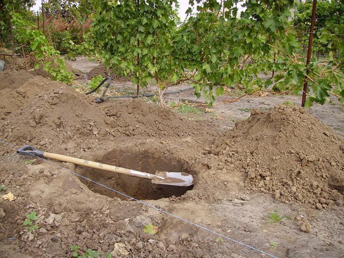 marbre de poire