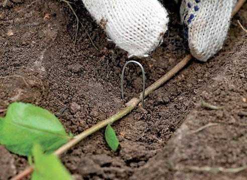 cultivar un manzano de una rama