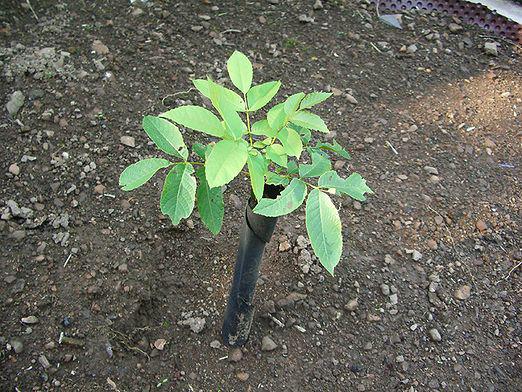 how to plant a walnut