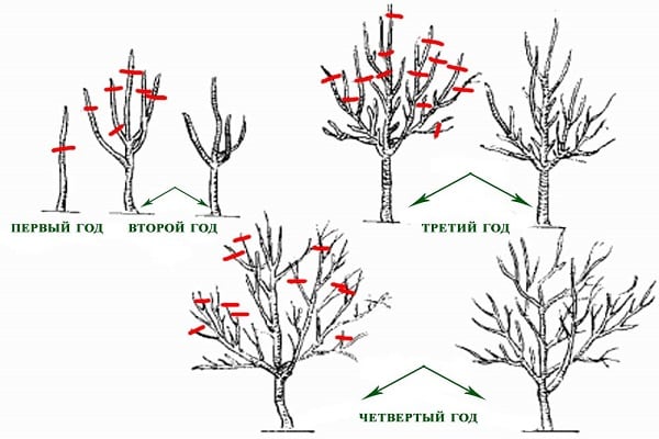 apipjaustymo schema