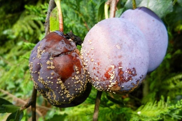 disease on berries