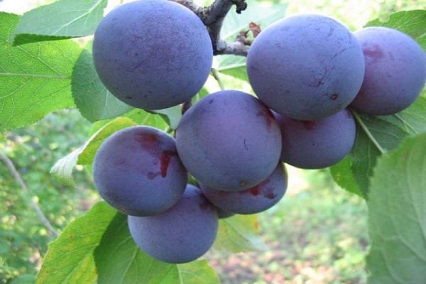 fruits violets