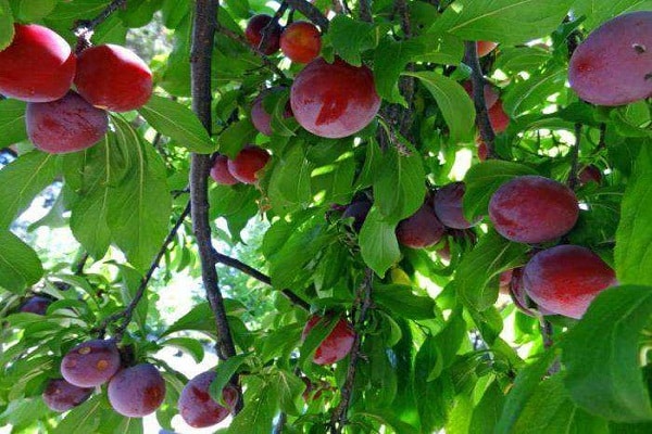 red fruits