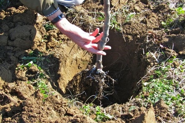 plantation de prune