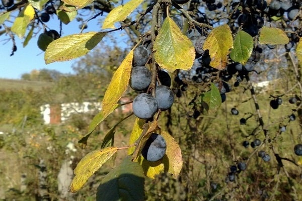 fruit branch