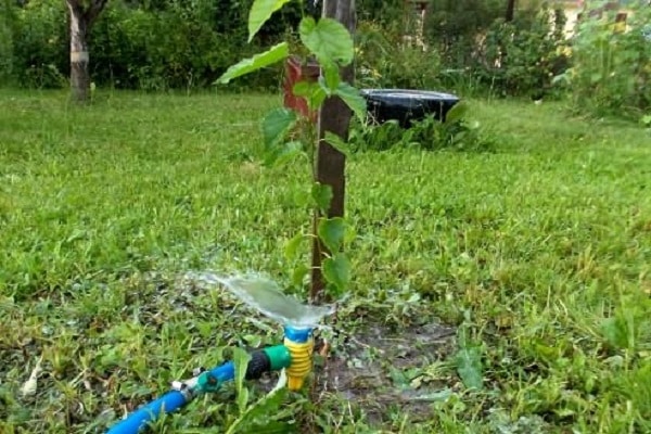 watering plants