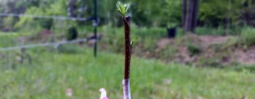 Propagation par les pousses de racines