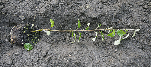 pear cuttings