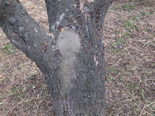 hollow in apple tree