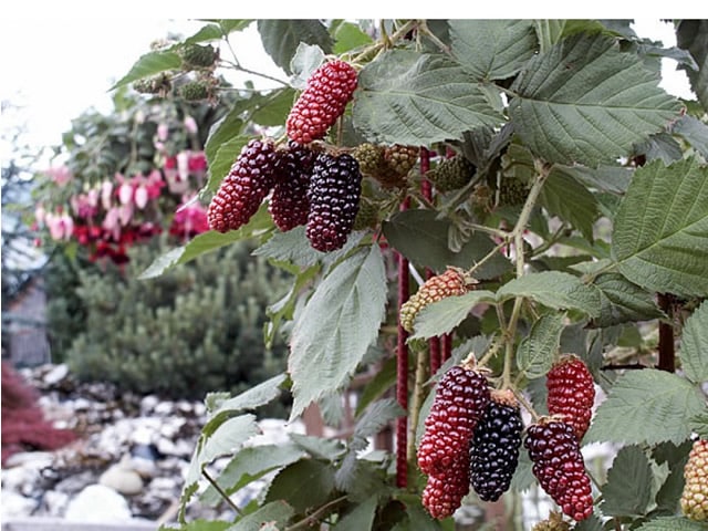 blackberry karaka čierna