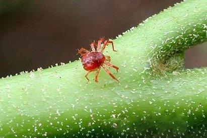 ácaro araña