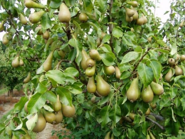 conférence sur la poire