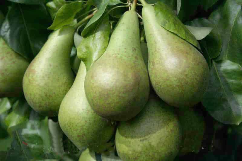 pear conference