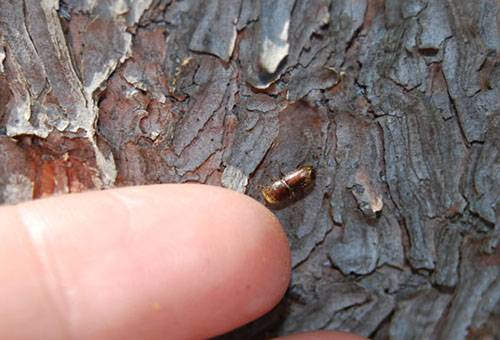 bark beetle on apple tree