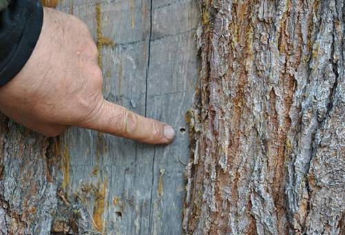 bark beetle on apple tree