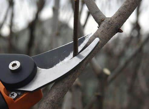 pruning pear