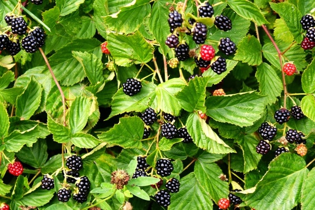 fresh blackberries