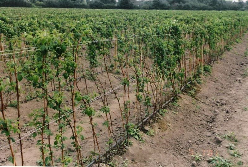 Variété à feuilles persistantes sans épines