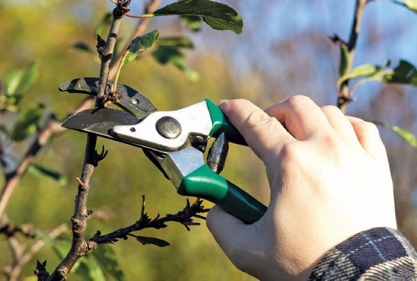 Plantation et entretien de coings en plein champ