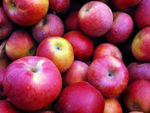 Description and characteristics of Macintosh apples, planting and care features