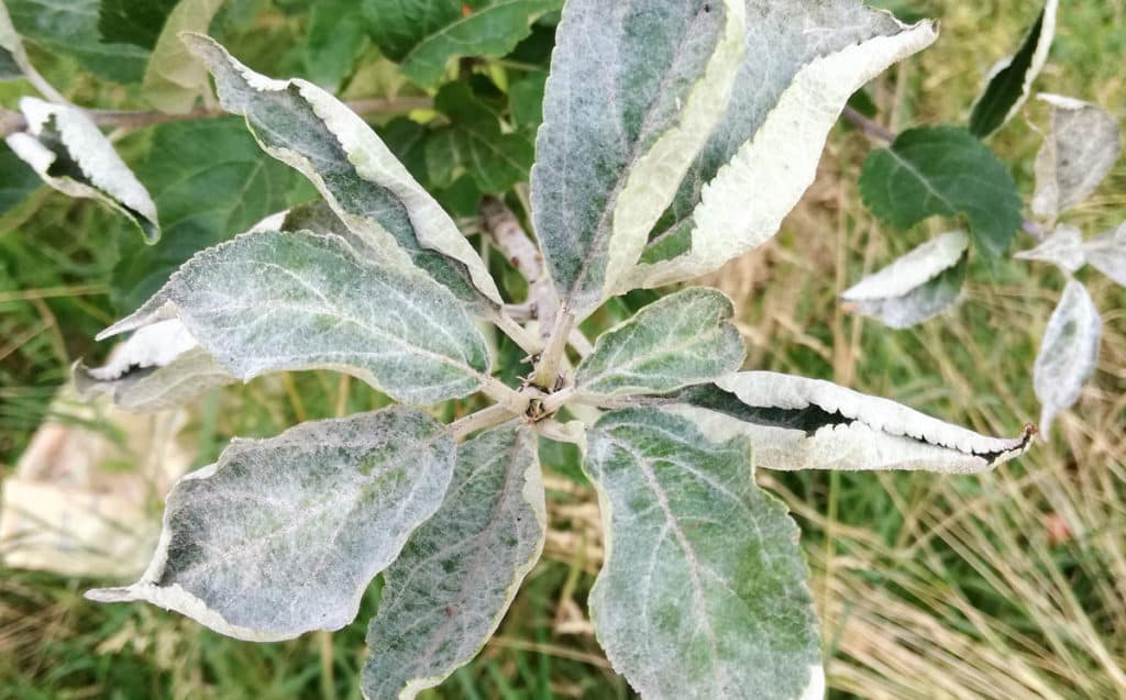 powdery mildew on apple trees