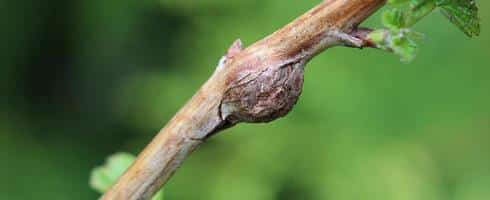 Raspberry shoot gall midge