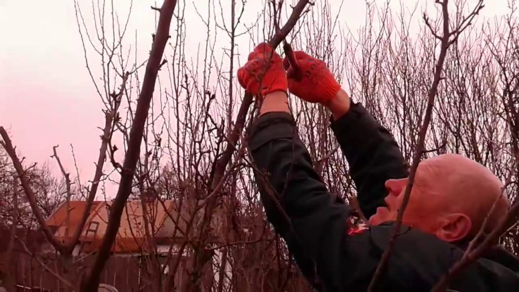 pruning plum